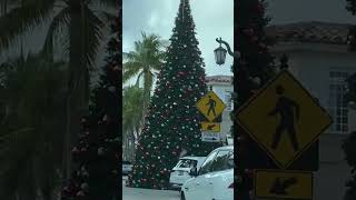 Massive Christmas Trees youtubeshort shorts christmastrees merrychristmas [upl. by Trahurn773]