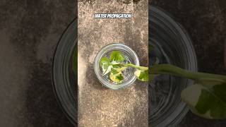 pothos waterpropagation [upl. by Aem]