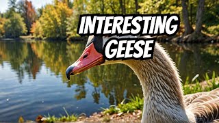 Why Geese Are More Interesting Than You Think [upl. by Lynna]