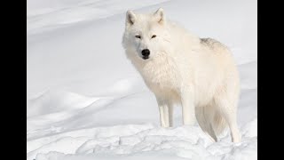 Arctic Wolf [upl. by Arod]