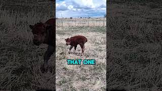 This baby Bison was born with a birth deficiency Poor guy 🥺🦬 pet daily yellowstone farm farm [upl. by Halli611]