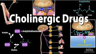 cholinergic drugs muscarinic and nicotinic receptors part 2  pharmacology lectures in urdu hindi [upl. by Hawker193]