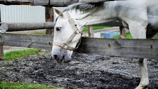 White horse eating grass in 4K [upl. by Enairb]