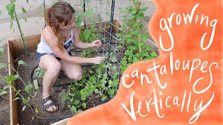 GROW CANTALOUPES VERTICALLYVERTICAL GARDENINGEASY GARDEN PROJECTSUBURBAN GARDENING [upl. by Fattal]