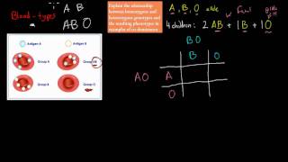 9 Co dominant alleles HSC biology [upl. by Anaibib]