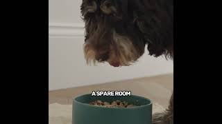 Pure Pet Food  Our Story [upl. by White]