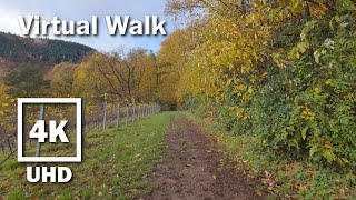 Virtual Walk beautiful autumn Vineyard  4K UHD Stereo  no Music  21 [upl. by Allesiram]