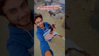 😱बकरी का शरारती बच्चा🐐Goat baby fun goat shorts birds animals [upl. by Ileana]