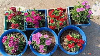 winter season care dianthus plant ll how to care winter season plant 👍🌵 [upl. by Sivar]