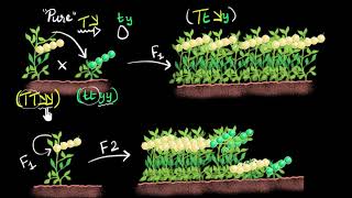 Independent assortment dihybrid cross  Heredity amp Evolution  Khan Academy [upl. by Harald]