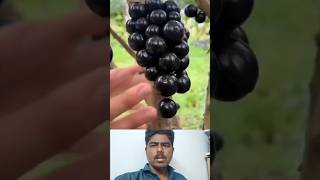 Jaboticaba fruits harvasting 🖤🍇அருமையான பழம் ✨ fruitgrowing cultivationpower cultivation 🤔👍 [upl. by Eahcim358]