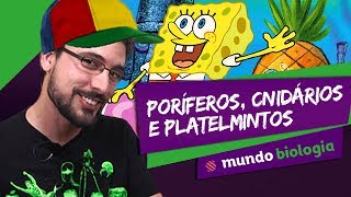 🐍 Zoologia 16 Poríferos Cnidários e Platelmintos  Biologia  ENEM [upl. by Guild]