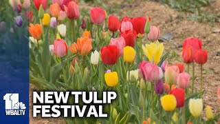 Marylands first tulip festival opens [upl. by Nibbs]