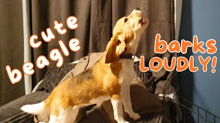 Cute Beagle Barks Loudly [upl. by Pamelina]