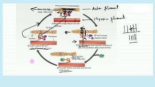 Bio  Explain sliding filament model How the bridges are controlled  Urdu  Hindi [upl. by Ervine]