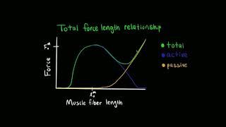 Sliding Filament Theory [upl. by Mayram]