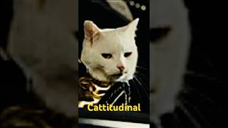 Coolest Catfood Commercial [upl. by Rocker]