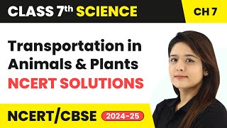 Transportation in Animals and Plants  NCERT Solutions  Class 7 Science Chapter 7  CBSE 202425 [upl. by Haldeman]