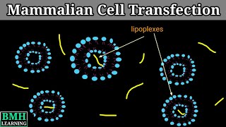 Mammalian Cell Transfection  Transfection Of Mammalian Cells  Transfection In Animal Cells [upl. by Ahsen747]