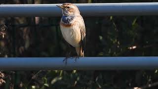 Bluethroat Rosh Tzipor כחול חזה ראש ציפור [upl. by Chuah815]