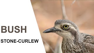 Australian BirdsBush Stonecurlew Parents and chicks Australian Bird Media [upl. by Rozamond]