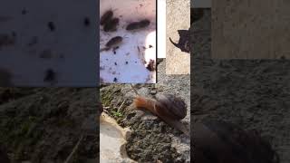 SNAILS AND WOODLICE [upl. by Haff]