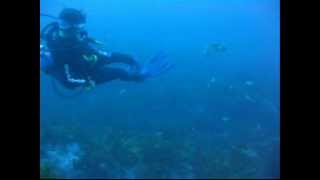 Giant Cuttlefish Attack SCUBA diver [upl. by Maryly914]