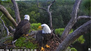 NEFL Cam 1  Live Bald Eagle Cam [upl. by Noguchi]