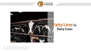 Dairy Cows Fatty Liver  How to deal with fatty liver in cows？ [upl. by Ayadahs]