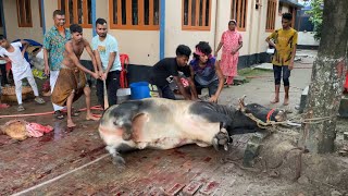 Big Cow Qurbani Bangladesh 2024 Part14 [upl. by Boaten]