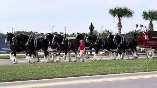 Cool Today Park Budweiser Clydesdales North Port FL 21724 [upl. by Nnaoj]