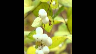 Śniegulica Śnieguliczka Biała Common snowberry [upl. by Kandy]