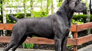 MolossianMastiff Dog breeds Type DIVISION 2 Segment 3 [upl. by Alemat532]