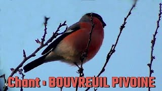 BOUVREUIL PIVOINE chant [upl. by Nosnek]