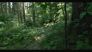 4K Cinematic Nature 2  short movie  Lumix GH6  Olympus MZuiko Digital ED 714mm f28 PRO [upl. by Eloken173]