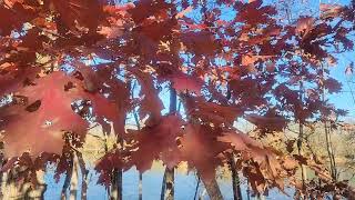 Algonkian Park Today 11082024 [upl. by Joung]