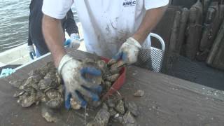 New Way to Grow Oysters [upl. by Riaj]