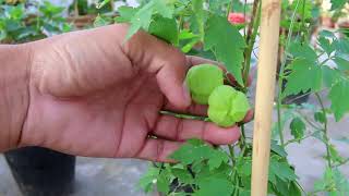 Balloon vine grown at home in pots  UrduHindi [upl. by Euqnom216]