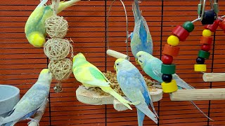 budgie sounds for relaxation [upl. by Sessler]