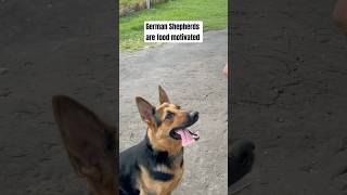 German Shepherd listens to commands dogshorts germanshepherd campssquad [upl. by Abdul]