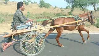 churu horse race 🐴 20102024 10 km ki race salim bahi sardarshahar winner 🏆 Mithun ustaad winner 🏆 [upl. by Sehguh101]