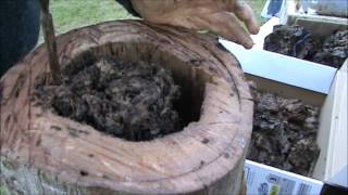 Two Native Beehives Rescued Tetragonula Carbonaria [upl. by Bowie]