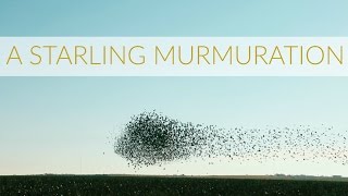 starling murmuration new sweden texas [upl. by Lennej]