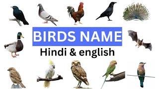 Birds name english and hindiपक्षियों के नाम हिन्दी इंग्लिश में [upl. by Zicarelli]