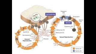 life cycle of fungus black bread mold rhizopus stolonifer [upl. by Isabea]