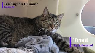 Burlington Humanes Featured Pet Trout Shy amp Reserved [upl. by Suciram448]