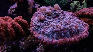 Keeping LPS corals in your Reef Tank  Red Sea Reefer XL [upl. by Hudgens]