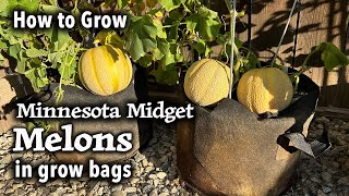 How to Grow Melon from Seed in Containers  Minnesota Midget  Easy Planting Guide [upl. by Chrystal]