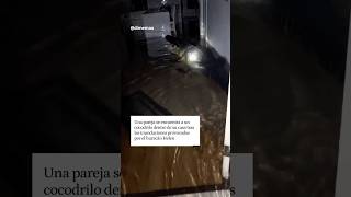 Encuentran un cocodrilo dentro de su casa por huracán 😱 shorts viralvideo huracan [upl. by Hays740]