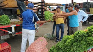 Comercialización del Cilantro [upl. by Nadnarb]